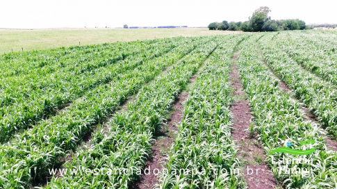 TREM TOP SORGO.00_00_46_09.Quadro016_021eaf6848af7c44645bf0cfc01057e133ca1033.png